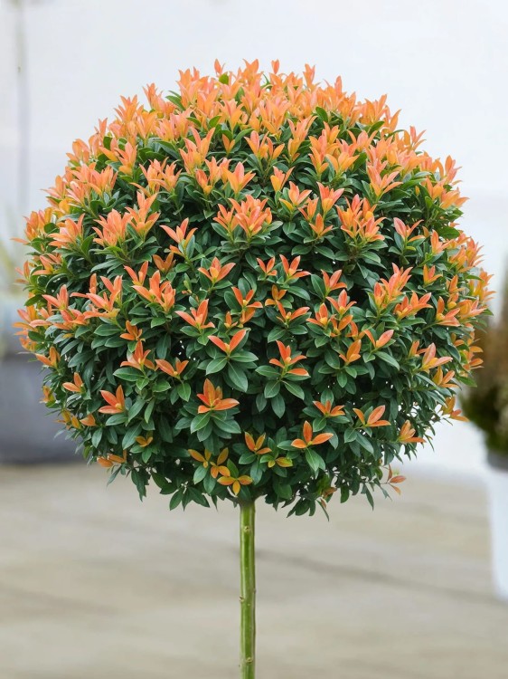 Laurowisnia Bonaparte.jpg