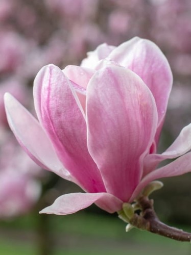 Magnolia Pink Globet.jpg