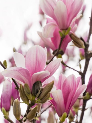 Magnolia pośrednia Alexandrina.jpg