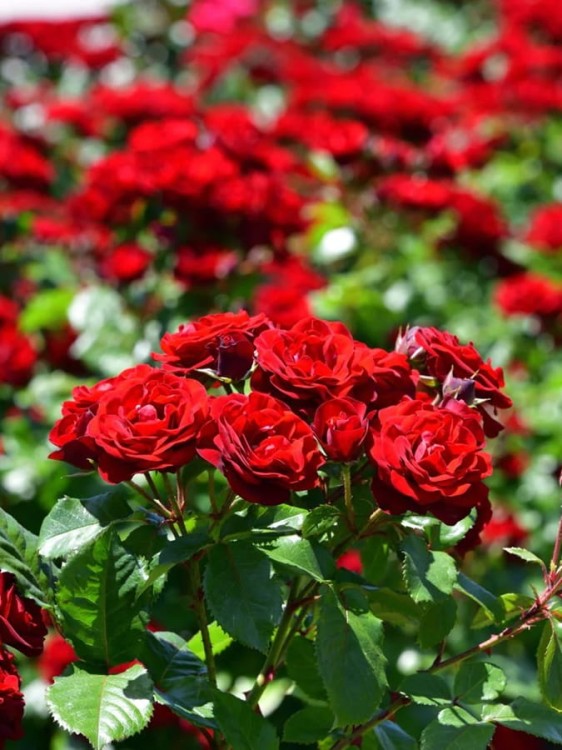 Miniaturowa róża Red.jpg