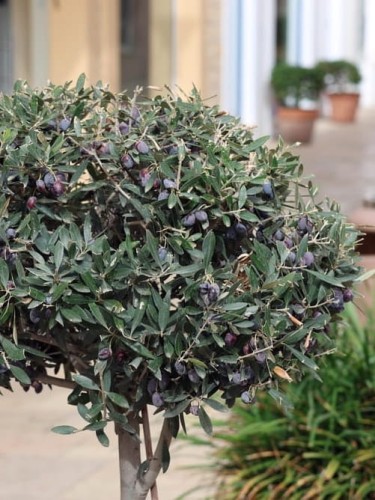 Oliwka europejska.jpg