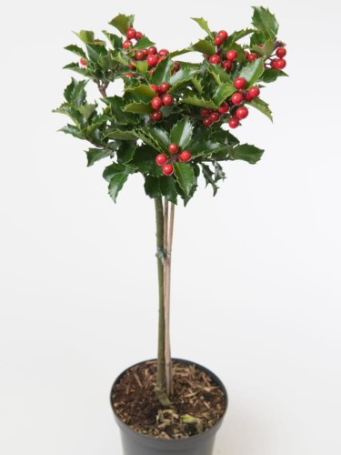 Ostrokrzew Maservy Blue Maid.jpg