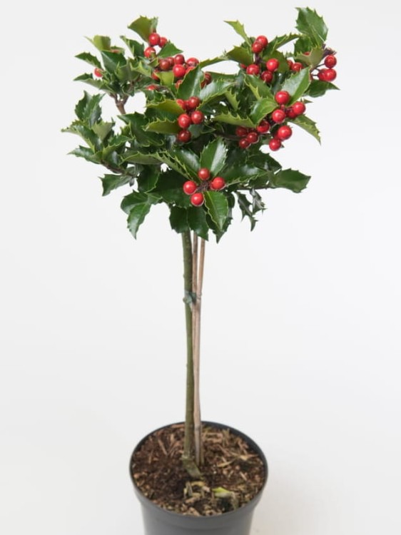 Ostrokrzew Maservy Blue Maid.jpg