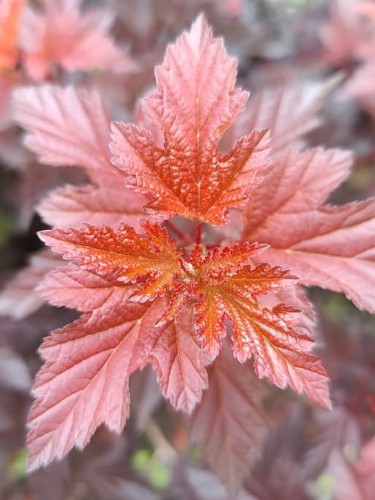 Pęcherznica Chameleon.jpg