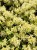 Rododendron Princess Ann.jpg