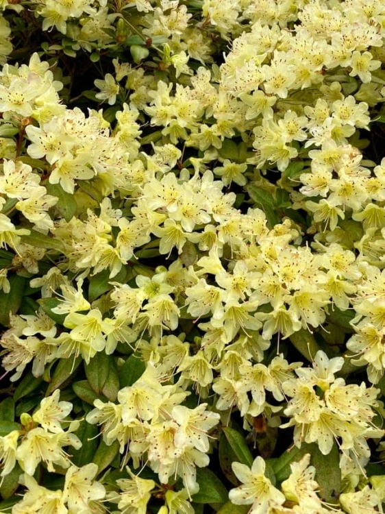 Rododendron Princess Ann.jpg