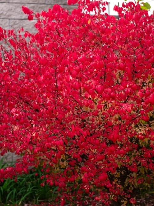 Trzmielina oskrzydlona Compactus.jpg