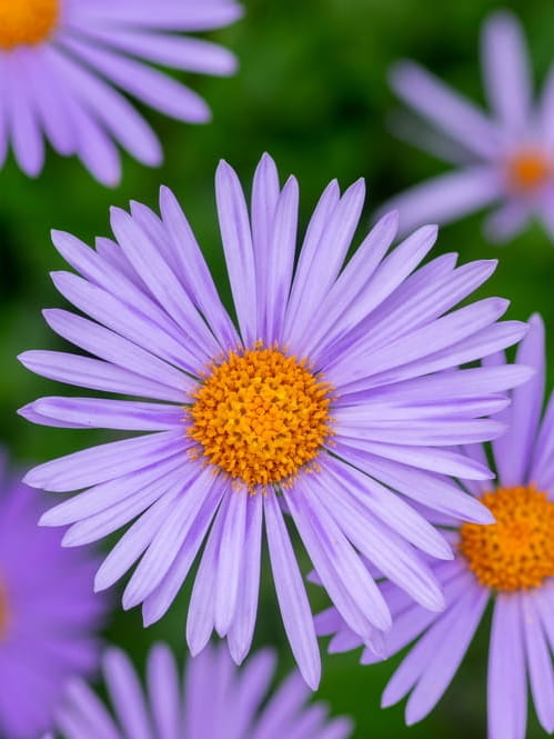 Aster tongolski Wartburgster.jpg