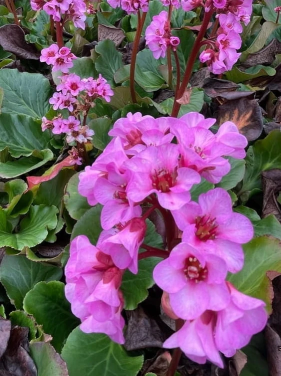 Bergenia sercolistna.jpg