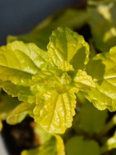 Dąbrówka rozłogowa Gold Chang.jpg