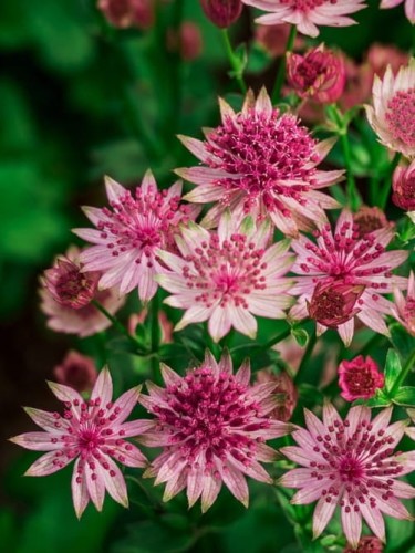 Jarzmianka większa Primadonn.jpg