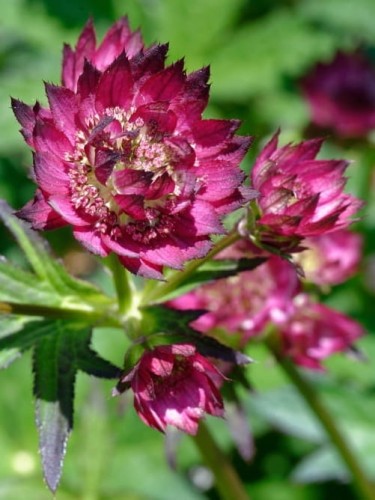 Jarzmianka większa Venice.jpg