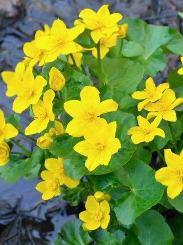 Kaczeniec błotny.jpg