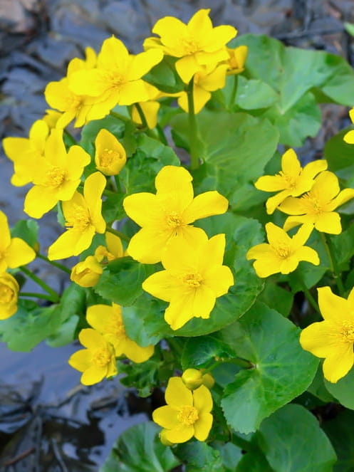 Kaczeniec błotny.jpg