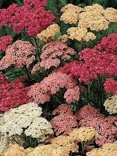 Krwawnik pospolity Summer Pastels.jpg