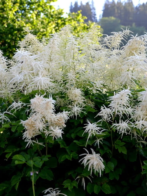 Parzydło blekotolistne.jpg