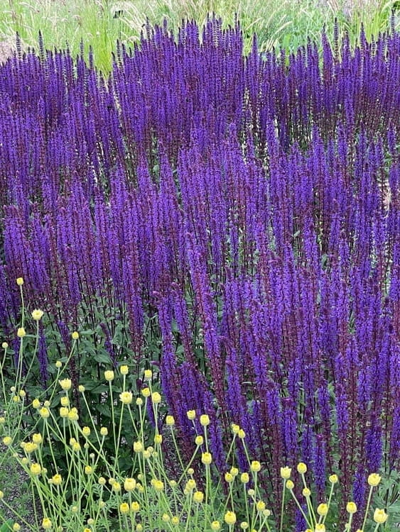 Szałwia omszona Caradonna.jpg