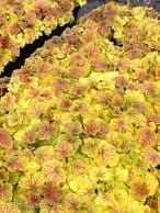 Żurawka Delta Down.jpg