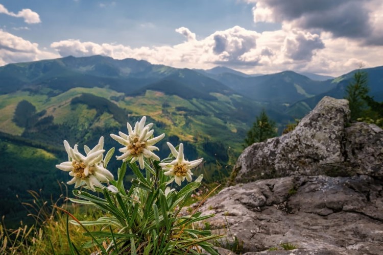shutterstock_2419727853.jpg