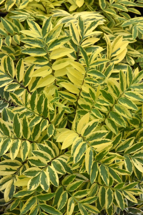 polemonium_golden_feathers_foliage_foliage-pc-_ball_hort.jpg
