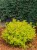 Tawula-japonska-Goldmound.webp