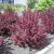 weigela-florida-alexandra.jpg