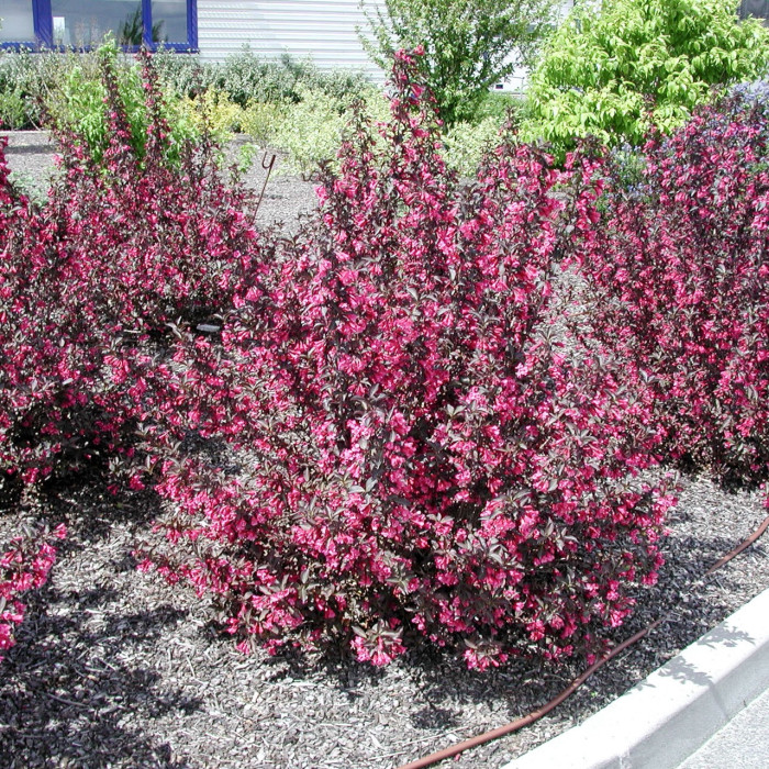 weigela-florida-alexandra.jpg