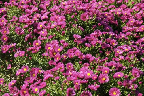 Aster-dumosus-Jenny-Herfstaster.webp