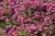 Aster-dumosus-Jenny-Herfstaster.webp