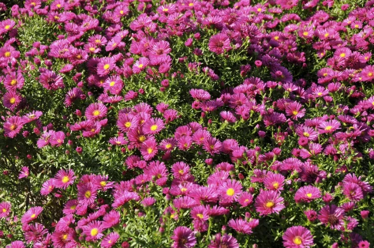 Aster-dumosus-Jenny-Herfstaster.webp