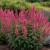 agastache-morello.jpg