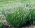 Lavandula_angustifolia-Edelweiss__12750_S_1.webp