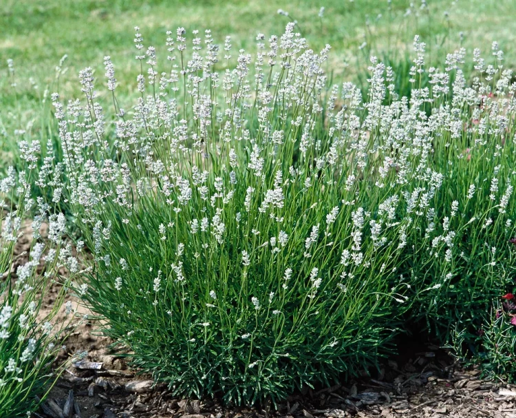 Lavandula_angustifolia-Edelweiss__12750_S_1.webp