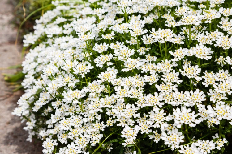 shutterstock_1100630954.jpg