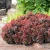 01_GardenersDream_BerberisBagatelle.webp