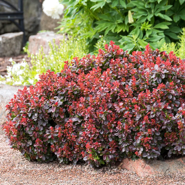 01_GardenersDream_BerberisBagatelle.webp