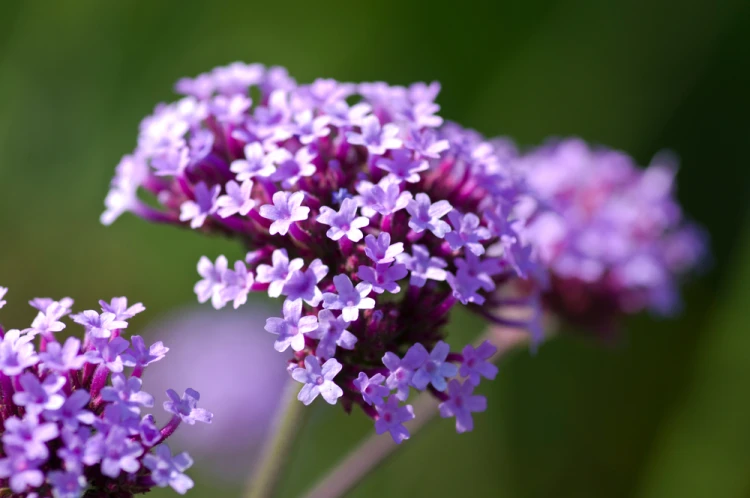 shutterstock_1751652251.jpg
