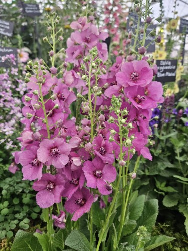Verbascum-Plum-Smokey-1.jpg