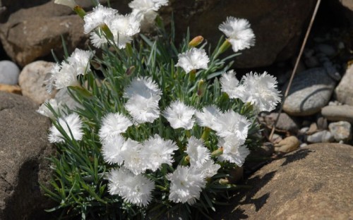 dianthus-gratianopolitanus-ohrid-3.jpg