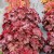 credit-terra-nova-nurseries-heuchera-northern-exposure-red-2.jpg
