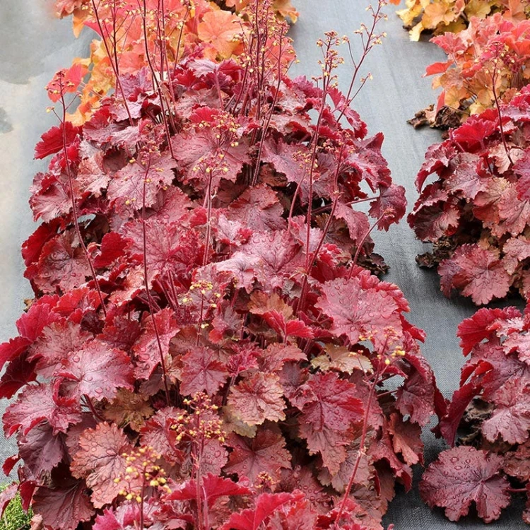 credit-terra-nova-nurseries-heuchera-northern-exposure-red-2.jpg