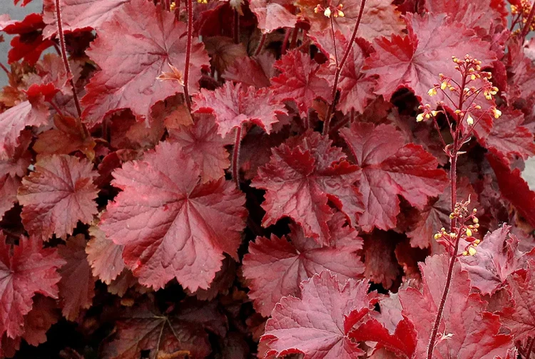 heuchera-northern-exposure-red.webp