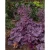 heuchera_pink_panther_tuzeso.jpg.webp