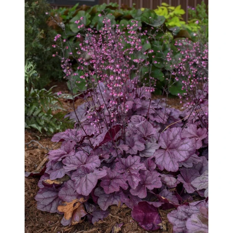 heuchera_pink_panther_tuzeso.jpg.webp