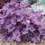 heuchera-pink-panther-pot-size-3l-coral-bells-800x800-6655d39417961_l.webp