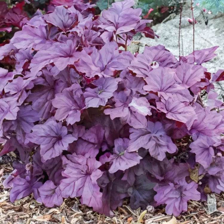 heuchera-pink-panther-pot-size-3l-coral-bells-800x800-6655d39417961_l.webp