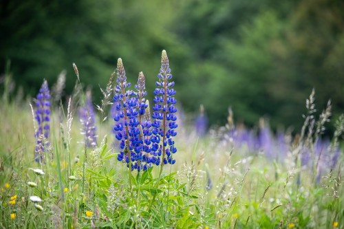 shutterstock_2462999985.jpg
