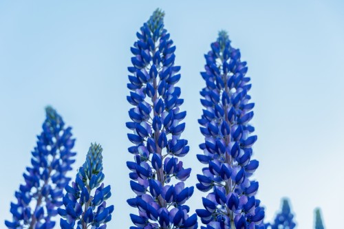 shutterstock_1421310650.jpg