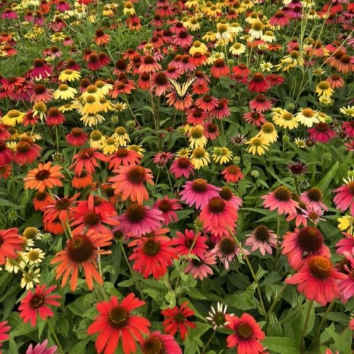 echinacea-cheyenne-spirit-4.jpg