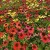 echinacea-cheyenne-spirit-4.jpg